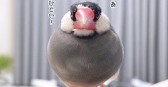 やっぱり見事な２頭身