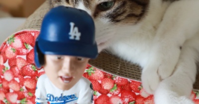 増える大谷さんと猫ら。