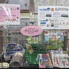 『うさちゃんのデビューセットが登場！！！』の画像