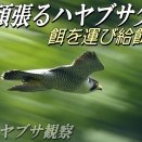 孤軍奮闘【頑張るハヤブサ父ちゃん】