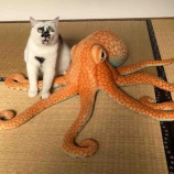 『ミチルとタコの肖像』の画像