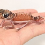 爬虫類クラブJ 横須賀店ブログ