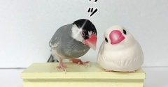 年下なんだから