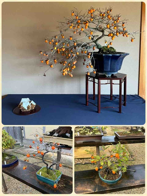 老爺柿・愛らしい実姿に魅せられて