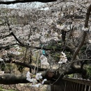 サクラ咲き始める中、テニスに行く♪