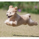 10-30-3b　白田　トビーくん　5歳