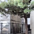 【動画】木に殺虫剤を撒いたら大量の蛾の幼虫がw(ﾟoﾟ)w