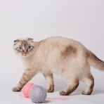 40歳で無職→パート→正社員のお財布日記