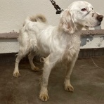 GUNDOG RESCUE CACI 活動ブログ