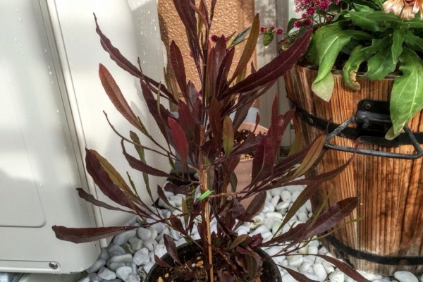 4green七転び八起きベランダガーデニング記録 ドドナエア