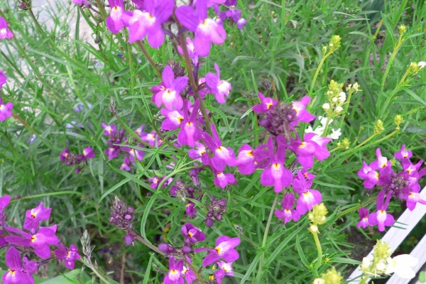 バドのお庭と畑でガーデニング リナリア