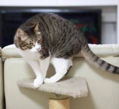 すぐ真似っこしてみる猫。