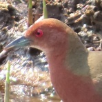 渓流釣りと食べ歩き桐生岩魚のブログ