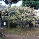 円融寺の紅葉2 hojas de otoño