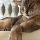 いぶし銀？ぼくさま