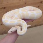 爬虫類倶楽部 Ｊ ジョイフル本田千代田店