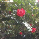 岡山県倉敷市 水島緑地2 東塚地区