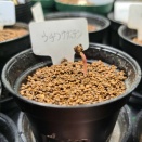 ウチワサボテンが発芽した