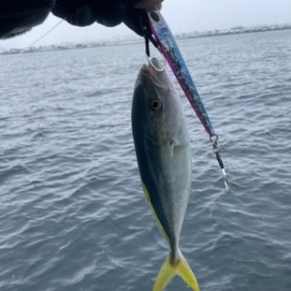 フラッター日誌