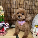 明日は定休日です