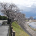 高槻の桜　芥川桜堤の咲き始めのようす　　2026年3月26日