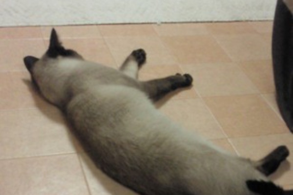 うみブログ シャム猫