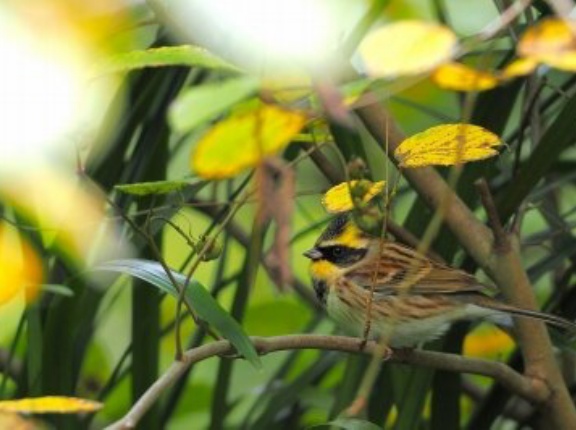 2025年11月11日の野鳥公園