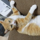 やはり気づく猫。