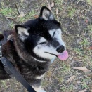 ハクちゃん達に会って大はしゃぎするだけして、一人で逆方向に突進していくアラレ<3