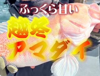 越冬アマダイ