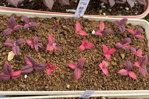 北の山野草ハウスのblog - ヤマシャクヤク