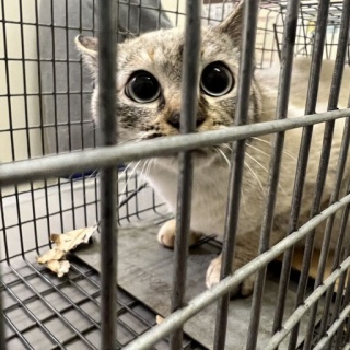 NPO法人 福井犬猫を救う会