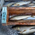 本日の釣果