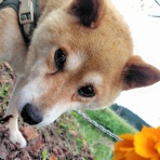 ドレミの日記　～no cat no life. I am a widow.～
