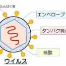 三石巌10（ウイルス感染）
