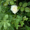 山芍薬