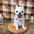 トリミング✂️