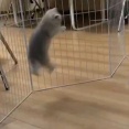 跳びはねて遊んでいた子猫が…次の瞬間に熟睡する
