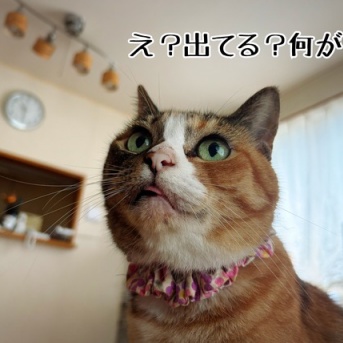 ある日の凛さんの1日