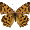 キタテハ♀ (台湾) Polygonia c-aureum lunulata
