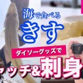【7.19須磨のキス釣り】釣りたては甘い！キスのお刺身 | ダイソーグッズで捌き方をご紹介