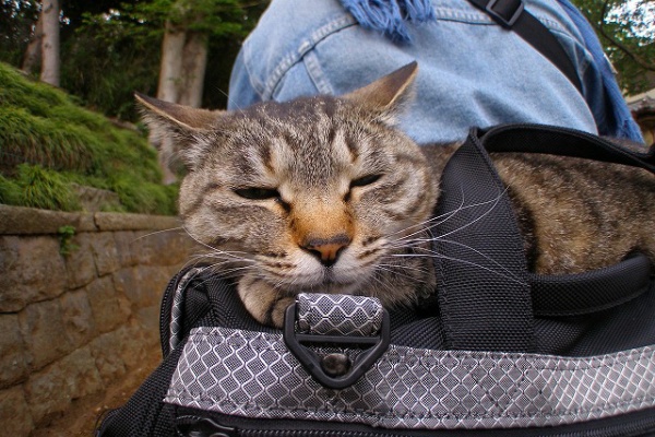 青空と陽だまり 猫の声が聞こえる 09