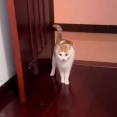 これは礼儀正しい猫…部屋に入るときドアをノックする
