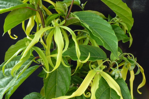 花苗生産 販売情報 花苗販売