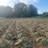 『落花生、おはよう！』の画像