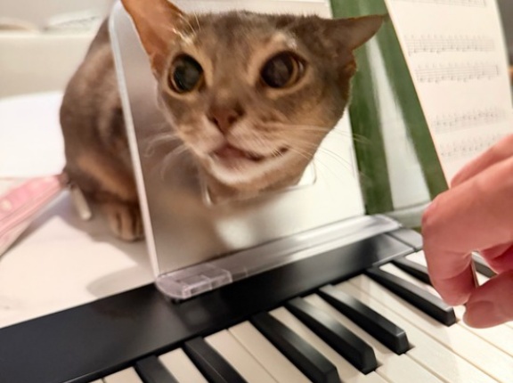 飼い主のピアノに興味津々すぎる猫たち
