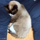 ピトッ