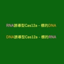 DNA誘導型CRISPR-Cas12を創出し, 細胞内RNAターゲッティングを実現