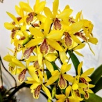 第80回 JOGA洋らん展へ③(2026年3月)