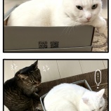何も言ってないのに全部伝わる猫